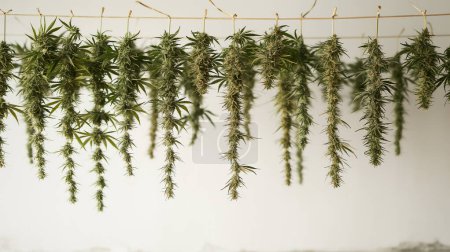 Cannabis-Zweige hängen zum Trocknen an einer Schnur vor weißem Hintergrund.