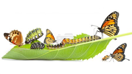 Photo for Butterfly life cycle stages on a leaf, from caterpillar to chrysalis to adult butterfly. - Royalty Free Image
