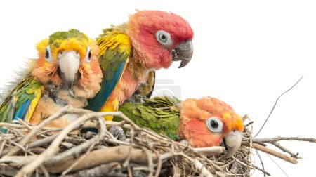 Trzy papugi z żywym upierzeniem w gnieździe z gałązek, na białym tle.