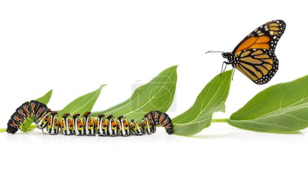 Mariposa monarca y orugas sobre hojas de algodoncillo sobre fondo blanco, mostrando etapas de vida.