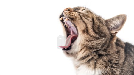Nahaufnahme einer gähnenden Katze, die Zähne und Zunge zeigt, isoliert auf weißem Hintergrund.
