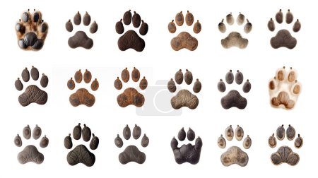 Various animal paw pads isolated on white, showcasing diverse textures and colors