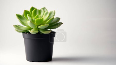 A green succulent in a black pot against a white background.