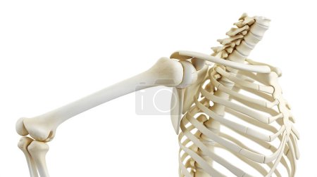Human skeleton showing the shoulder joint and rib cage, anatomical model isolated on white.
