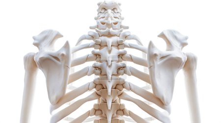 Vista trasera de un modelo de esqueleto humano centrado en la columna vertebral y los omóplatos, concepto educativo.