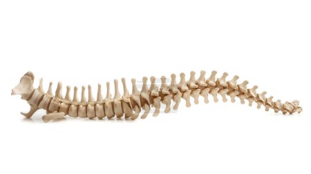 Human spine skeleton isolated on a white background, displaying the vertebral column anatomy in detail.