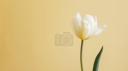 Elegant white tulip against a soft yellow background, a symbol of purity and simplicity.