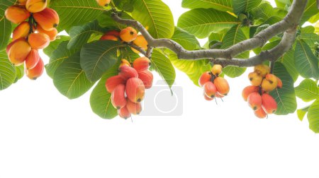 Ein Zweig von Akee-Früchten hängt inmitten sattgrüner Blätter, isoliert auf weißem Hintergrund.
