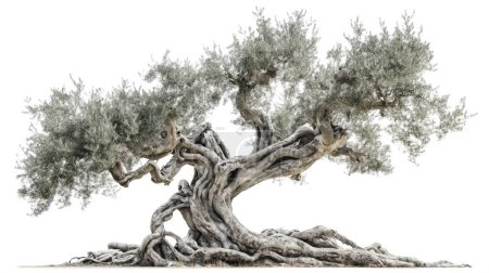 Un ancien olivier noueux avec un réseau complexe de racines et de branches tordues, isolé sur un fond blanc.