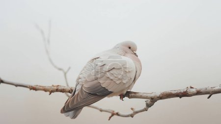 Eine ruhige Taube hockt auf einem kahlen Ast, steckt ihren Kopf in ihre Federn und strahlt vor einem weichen, gedämpften Hintergrund Ruhe und Frieden aus..