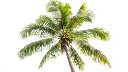 Eine hoch aufragende Kokospalme, die von unten betrachtet ihre saftig grünen Wedel und Trauben junger grüner Kokosnüsse vor einem klaren Himmel zeigt.