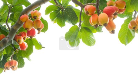 Branch filled with vibrant cashew apples and nuts against a bright background, highlighting the green leaves.