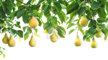 Branches of a pear tree laden with ripe, golden pears, surrounded by lush green leaves, isolated on a white background.