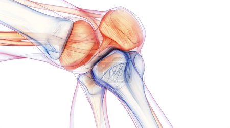 A detailed anatomical illustration of a human knee joint, showcasing muscles, tendons, and bones with transparent, layered visualization.