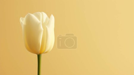 A single elegant white tulip stands against a soft yellow background, its petals delicately unfurling.