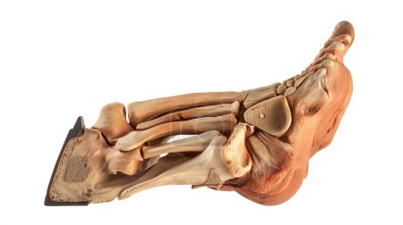 Anatomical model of a human foot showing bones, muscles, and tendons, isolated on a white background.