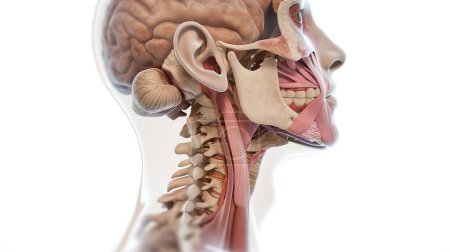 Detailed anatomical model of a human head showing the brain, muscles, bones, and facial structure in a medical illustration.