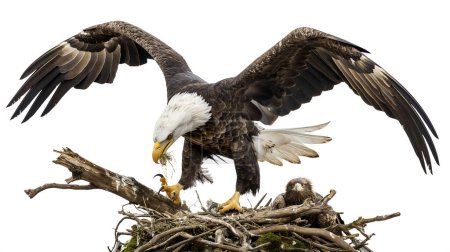 Majestuoso águila calva aterrizando en su nido con alas extendidas, cuidando a un polluelo, sobre un fondo claro.