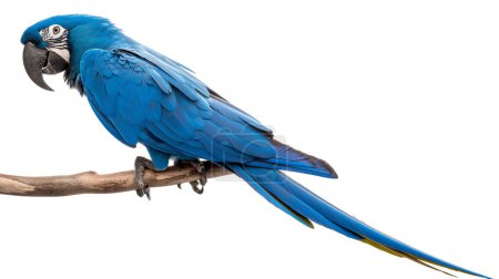 A striking blue macaw perched on a branch, showcasing its vibrant blue feathers and detailed texture against a white background.