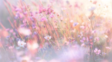 Weicher Fokus eines Feldes aus rosa und weißen Wildblumen im sanften Morgenlicht, wodurch eine verträumte und heitere Atmosphäre entsteht.