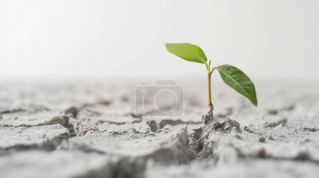 Kleine grüne Pflanze, die durch rissigen, trockenen Boden wächst und Widerstandsfähigkeit und Hoffnung symbolisiert.