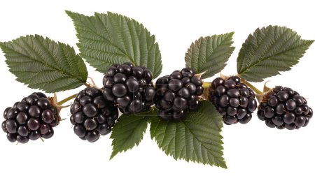 Cluster of fresh blackberries with vibrant green leaves, arranged against a white background.