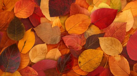 A colorful assortment of autumn leaves in shades of red, orange, yellow, and brown.