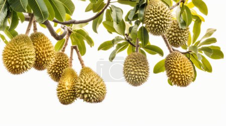 Durische Früchte hängen an einem Baum mit großen grünen Blättern vor weißem Hintergrund, die ihre stachelige Konsistenz und tropische Natur zur Geltung bringen.