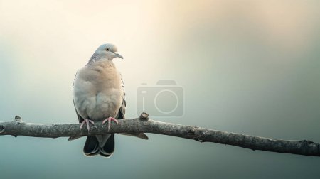 Dove perched calmly on a branch against a soft backdrop.