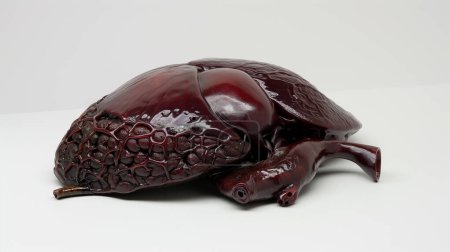 Modelo detallado de un hígado humano, de color rojo oscuro, mostrando la estructura y textura del órgano sobre un fondo blanco.