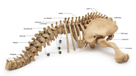Beschriftetes anatomisches Modell eines Teilskeletts von Säugetieren, das Wirbelsäule, Becken, Rippen und beschriftete Wirbel auf weißem Hintergrund zeigt.