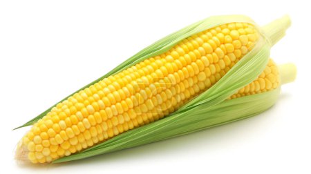 Two fresh ears of yellow corn with green husks partially peeled back, showcasing the kernels, set against a plain white background.