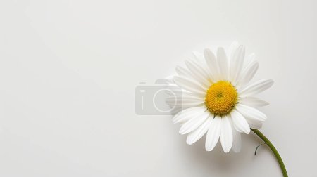 A single daisy with white petals and a yellow center, positioned against a plain white background, creating a minimalist and fresh look.