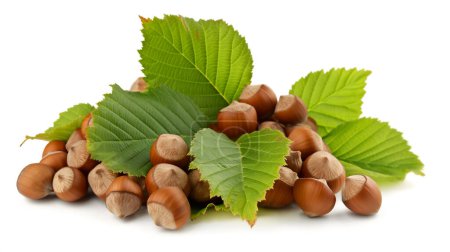 A pile of fresh hazelnuts with green leaves on a white background, highlighting the natural, healthy nuts ready for consumption or use in cooking.