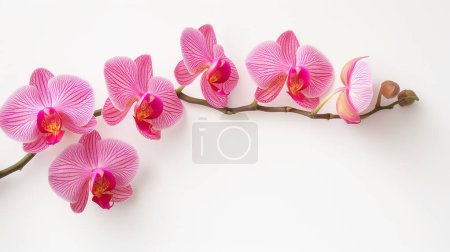 Una delicada rama de vibrantes orquídeas rosadas con intrincados patrones y un fondo blanco, mostrando la belleza y elegancia de las flores.