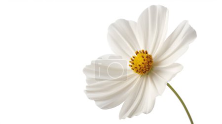 Close-up of a white cosmos flower with a bright yellow center, set against a plain white background.