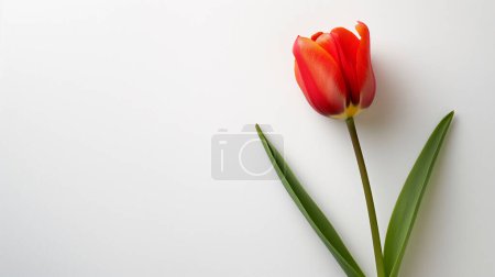 Tulipán rojo único con hojas verdes sobre un fondo blanco liso, destacando sus vibrantes pétalos y su sencilla elegancia.