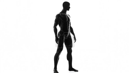 Silueta anatómica negra de una figura humana muscular sobre un fondo blanco, enfatizando la forma y la estructura.