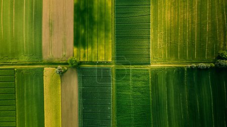 Vue aérienne des champs agricoles luxuriants verts et jaunes disposés en motifs géométriques soignés.