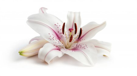 Nahaufnahme einer weißen Lilie mit rosa Akzenten, die ihre zarte Schönheit und ihre komplizierten Details zur Geltung bringt.