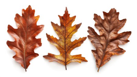 Trois feuilles de chêne d'automne dans des tons de brun et d'orange sur fond blanc.
