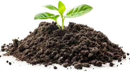 A small green plant sprouting from a mound of dark soil on a white background.