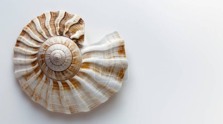Cáscara de mar en espiral marrón y blanca con crestas, colocada sobre un fondo blanco.