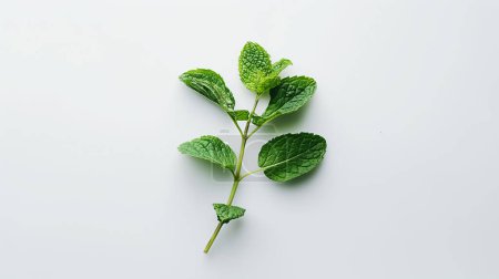 Fresh sprig of green mint leaves on a clean white background.