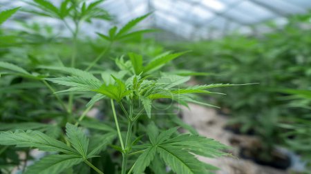 Nahaufnahme von Cannabispflanzen, die in einem Gewächshaus wachsen und gesunde grüne Blätter zeigen 