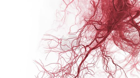 Close-up visualization of red blood vessels intricately intertwined, set against a white background, highlighting the complexity of the circulatory system.