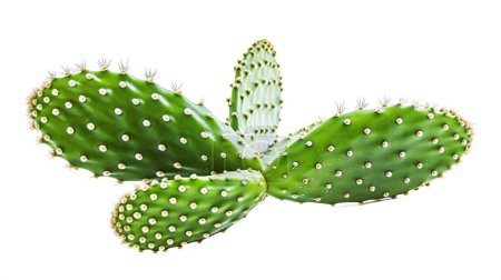 A prickly pear cactus with green pads covered in small white spines, isolated on a white background.