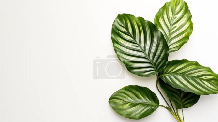 Un groupe de feuilles vertes avec panachure blanche, disposées sur un fond blanc uni.