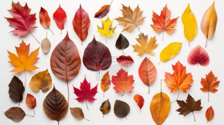 Varias hojas de otoño en diferentes formas y colores dispuestos cuidadosamente sobre un fondo blanco.