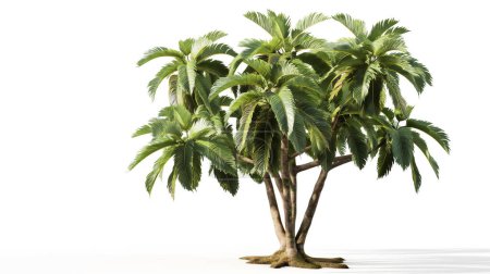 Grand palmier aux troncs multiples et aux frondes vertes luxuriantes, isolé sur un fond blanc.